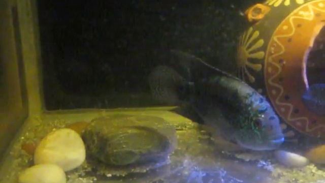 Кладка икры восьмиполосой цихлазомы (самка Блю Демпси) смотреть онлайн