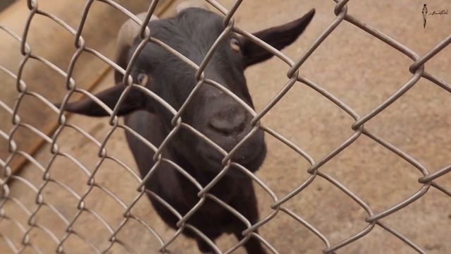 帶阿格去看動物!【SmallHill】勇闖台灣山豬城日常Vlog#3 смотреть онлайн