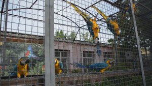 Забавные и громкие попугаи Ара