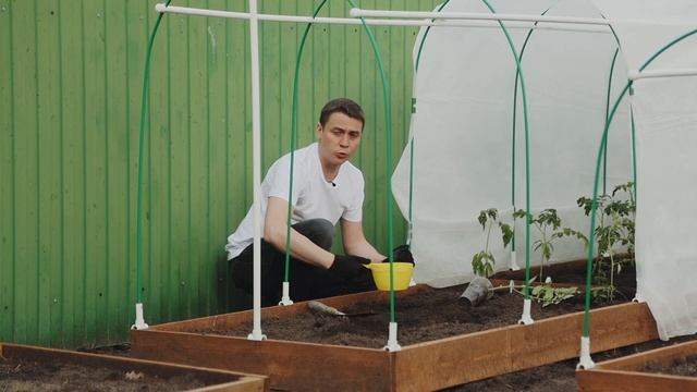 Высаживаем вытянувшуюся рассаду томатов