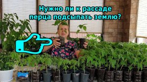 Нади или нет подсыпать землю рассаде перчика?