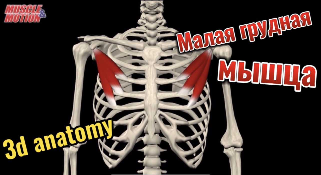 3d anatomy. Малая грудная мышца.