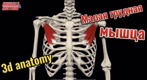 3d anatomy. Малая грудная мышца.