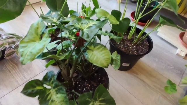 Разделила один антуриум на три. Растения росли в кашпо- итог. Какими оказались корни у растения? смотреть онлайн