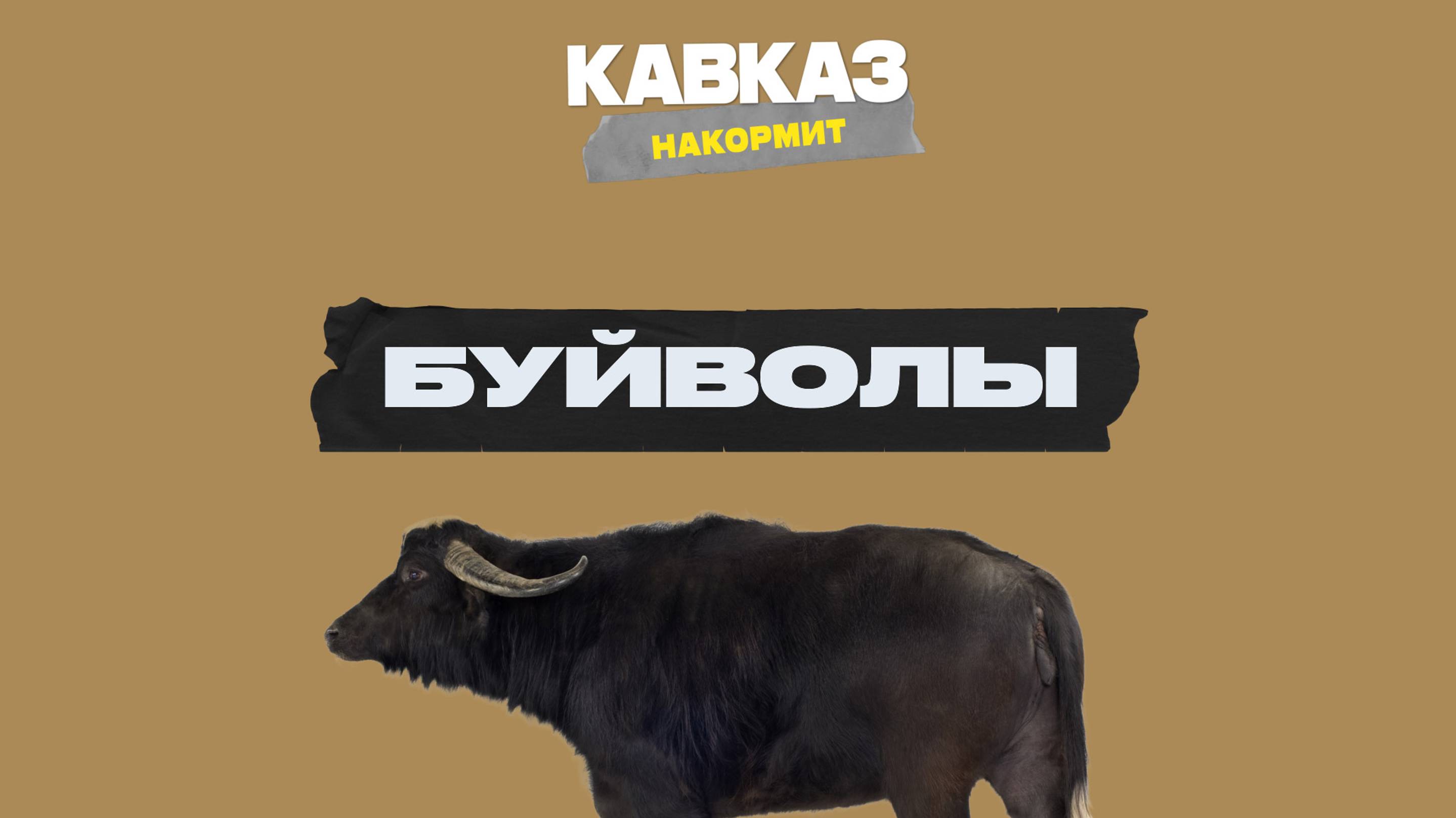 Кавказ накормит. Буйволы