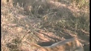 ЛЕВ ПРОТИВ КАБАНА!!! БИТВЫ ЖИВОТНЫХ. СМЕРТЕЛЬНАЯ СХВАТКА.