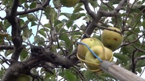 Приспособление для съёма фруктов (яблок, груш, айвы ...) Прекрасно получается и на персике осторожн