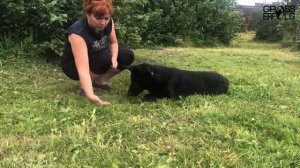 Как научить собаку команде «ползи»? Советы от заводчика / Занятие №4