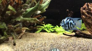 Аквариум 250 литров. Aquarium 250L