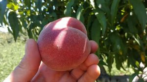 Персик Франкойз (Франсуазе) . Peach Francoise. Очень ранний, качественный персик. Сигнальные плоды.