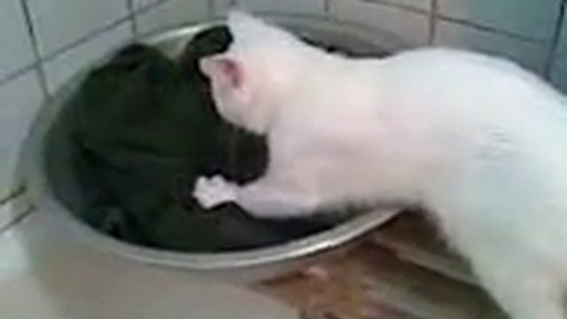 Котёнок стирает бельё смотреть онлайн