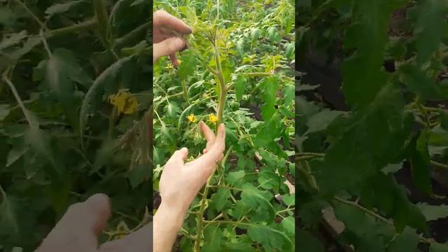 Цветение второй кисти томата Тивай 12. смотреть онлайн