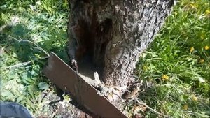 2460 Цементирую дупло яблони от муравьёв цементная пломба яблоневое дерево 25 лет пломбирование