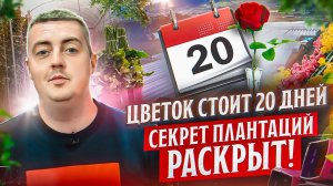 Семейный бизнес и 100 сортов роз | Плантация Attar Roses | Эквадор | Цветы оптом