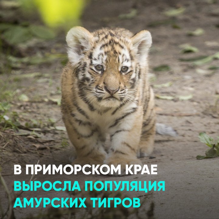 Популяция амурских тигров в мире