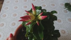 Крассула Хоббит.Адениум мини