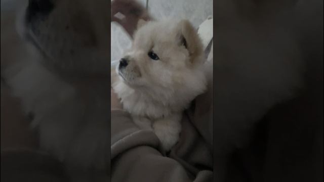 2 месяца чау-чау смотреть онлайн