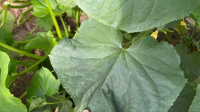 Чем подкормить огурцы во время активного плодоношения? Этот элемент необходим для налива плодов. смотреть онлайн