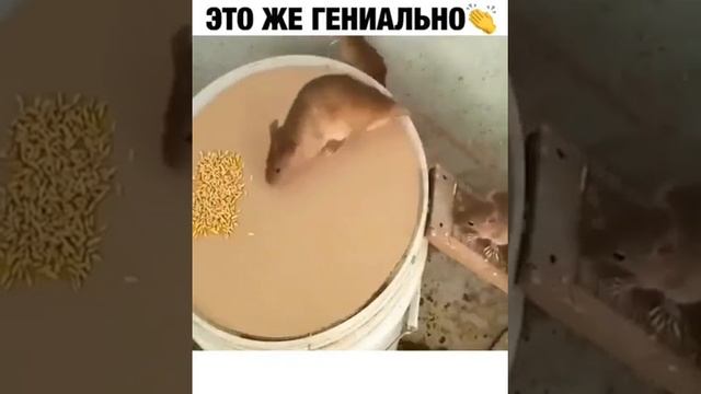 Как сделать гуманную ловушку для крыс и мышей.