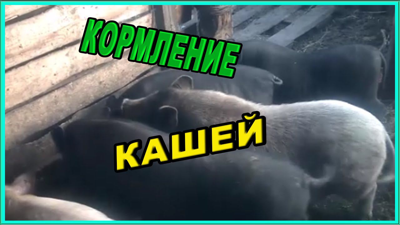 Еда для свиней по деревенски// Зауральское подворье