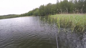 Пасмурная щука на озере Псковская область окуни в ведре