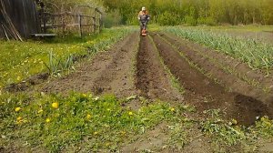 мототяпка вжик окучивание лука продолжение