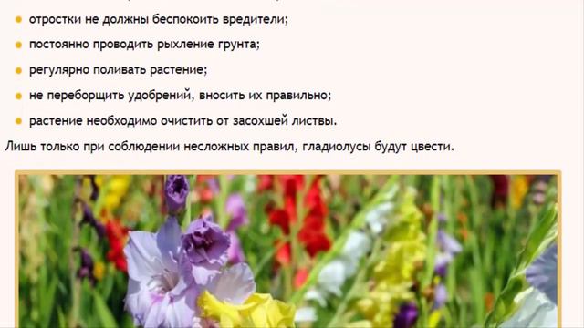 Учимся сажать гладиолусы в зависимости от региона смотреть онлайн