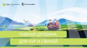 Пивная дробина для кур и свиней