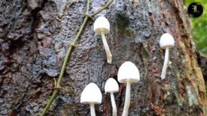 Look at The Fancy Mushrooms That Caught My Eyes | Lot Of Wild Mushrooms In The Forrest