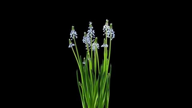 Секрет Истинного Счастья ч.6. Как обустроить будущее. Фрэнк Кинслоу смотреть онлайн