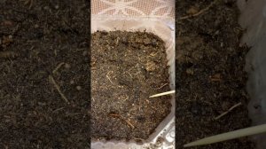 КЛУБНИКА КУПЧИХА. ВЫРАЩИВАЕМ ИЗ СЕМЯН.