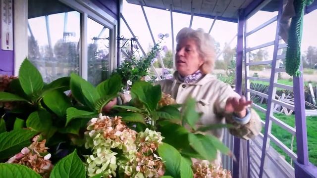 Гортензия крупнолистная - отправляю на зимовку!