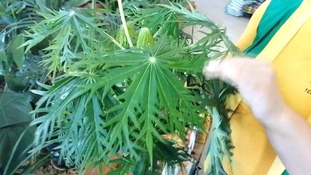 САМЫЙ КРАСИВЫЙ КОМНАТНЫЙ ЦВЕТОК! Ятрофа рассечённая - великолепное растение