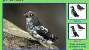 Конюга. Белобрюшка. Голоса птиц