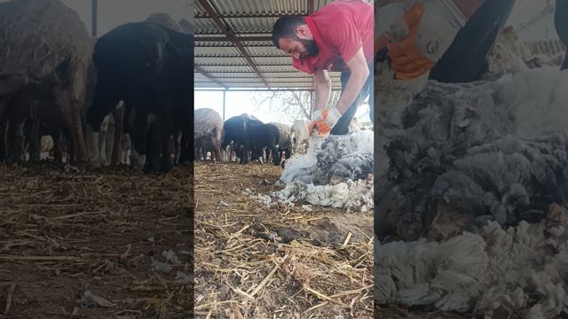 стрижка овец смотреть онлайн