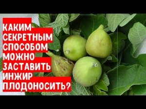 Каким секретным способом можно заставить плодоносить инжир?