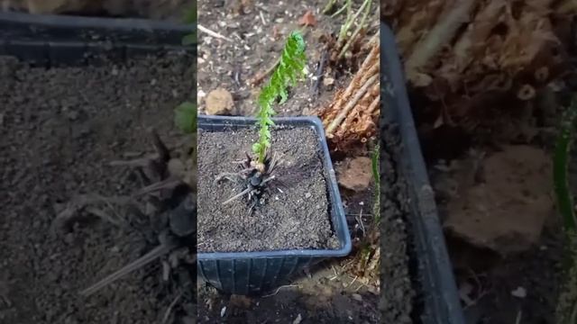 Папоротник садовый. Два разных сорта.