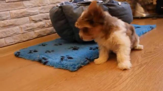 Девочка шокоберри смотреть онлайн