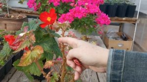 Как сохранить клубневую бегонию до весны