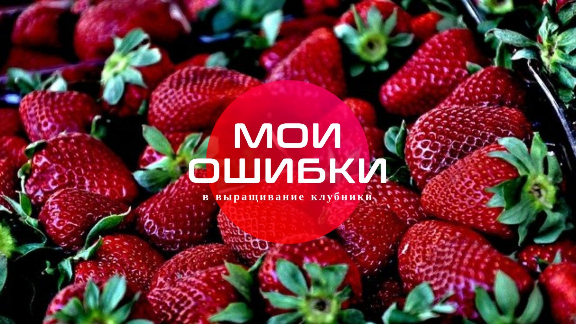 Не повторяйте мои ошибки в выращивание клубники. Исправили старые и наделали новых. Будем исправлять