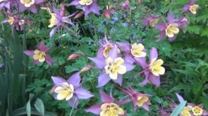 Цветок Аквилегия - aquilegia, водосбор растение, фото красивых многолетних цветов