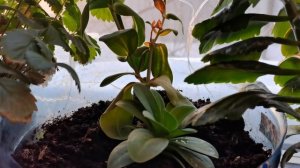 Эустома. Зимовка на подоконнике. Черенкование.