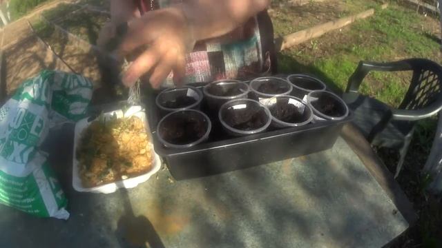 Кабачки на рассаду с опилок в стаканчики смотреть онлайн