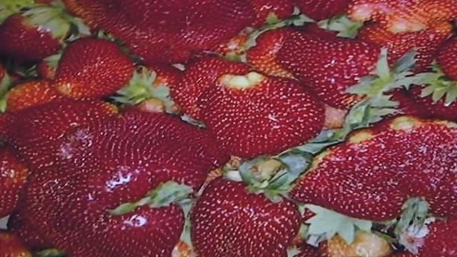 ЗЕМКЛУНИКА - уникальный гибрид садовой земляники и лесной клубники