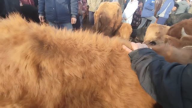 24-МАРТ ХОЖЕЛИ МАЛ БАЗАР/СКОТНЫЙ РЫНОК/BUQALAR/BIGGEST BULLS IN THE WORLD/BIGG BULLS