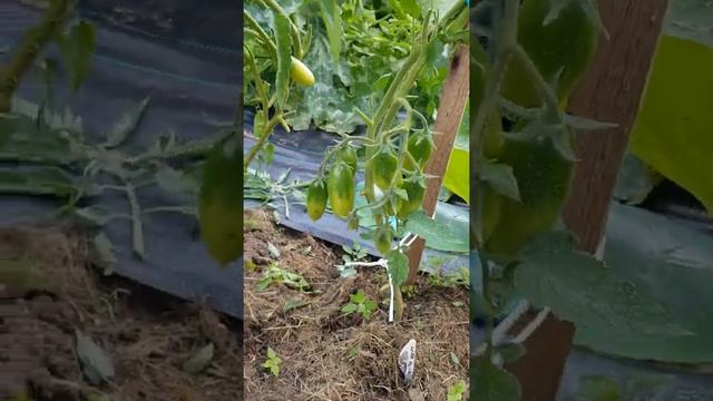 Томат Петруша огородник. Больше садить не буду. смотреть онлайн