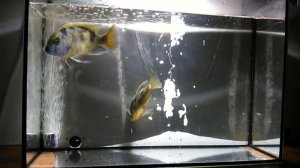 ЗОЛОТОЙ ЛЕОПАРД