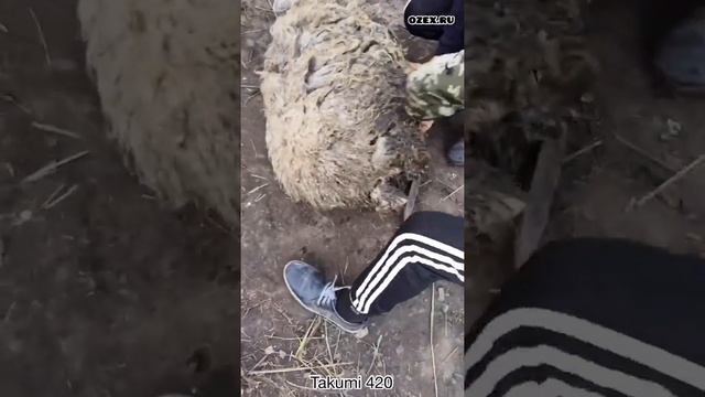 Машинка для стрижки овец Такуми 420 - первая стрижка для начинающего стригаля и для овцы. смотреть онлайн