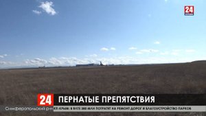 Как в аэропорту отпугивают птиц, мешающих самолетам