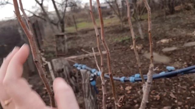 Ищу щенков...хочу покормить! Мой зимний сад) Обед на даче смотреть онлайн